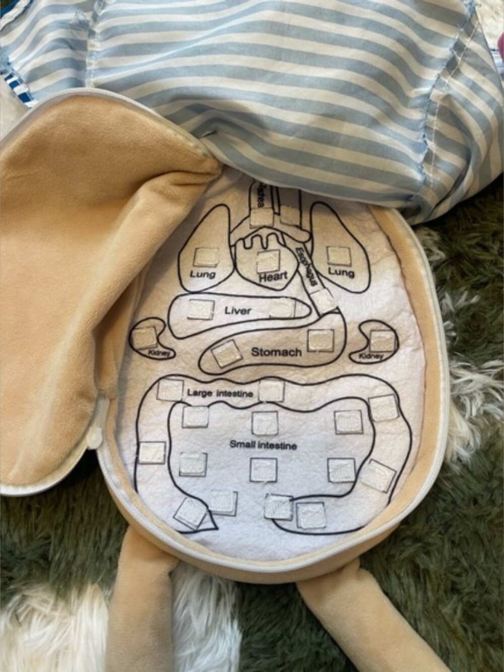 Human Body Anatomy Plushy Doll Toy - Picture 2 of 5